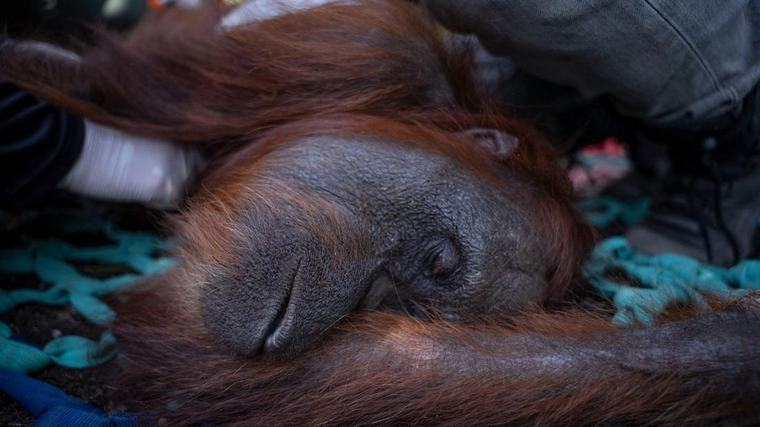 Orang Utan Sempurna Mati, Legislator: Karhutla Kalbar Tak Bisa Ditoleransi