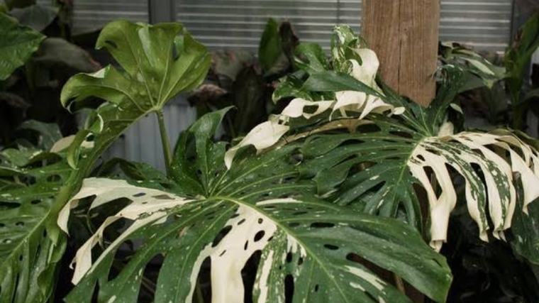 3 Tanaman Hias Variegata Warna-Warni yang Dipercaya Membawa Keberuntungan dan Energi Positif di Rumah