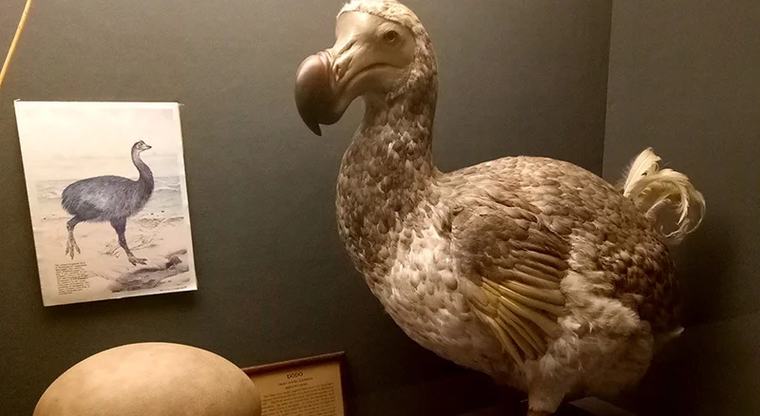 Mengenal Burung Dodo dan Kisah Kepunahannya akibat Perbuatan Manusia