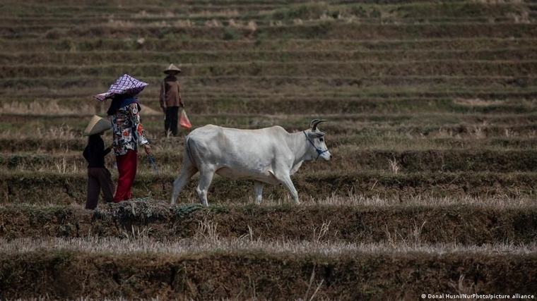 Bagaimana Perubahan Iklim-Krisis Pangan Bisa Picu Konflik di Masa Depan?