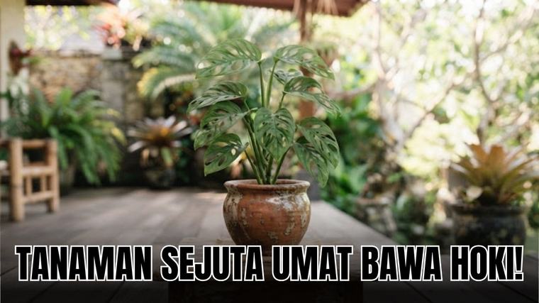 Mau Rumah Penuh Keberuntungan? Rawat 5 Tanamana Hias Pembawa Hoki Menurut Feng Shui Ini Sekarang Juga!