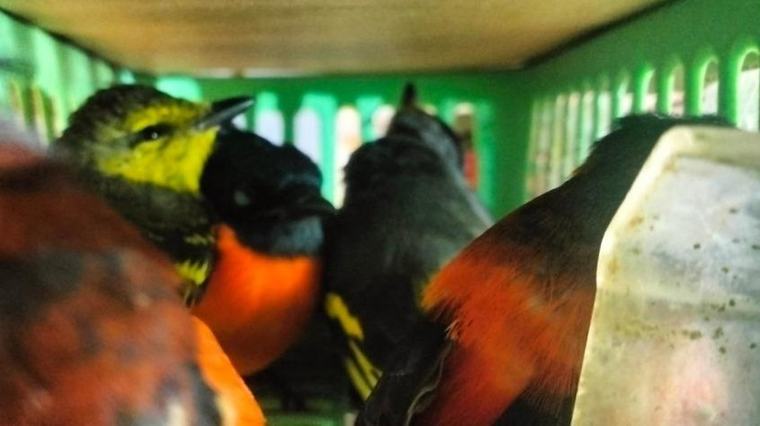 Petugas Gabungan Gagalkan Penyelundupan Ratusan Burung ke Sri Lanka Oleh WNA