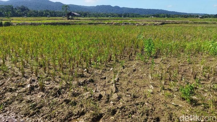 Puluhan Hektare Sawah di Bogor Dilanda Kekeringan, Terancam Gagal Panen