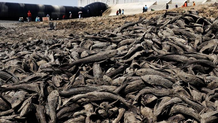 FOTO: Bendung Karet Pati Mengering, Bau Busuk Ikan Menyengat