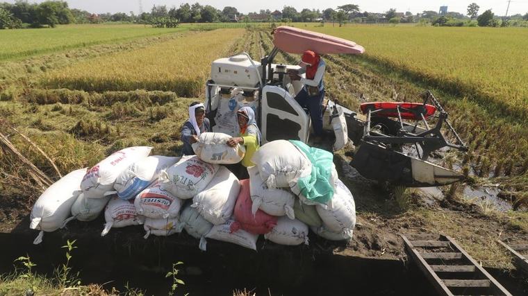 Zulhas Ungkap Biaya Produksi Beras di Vietnam Rp3.800: Kita Rp12 Ribu