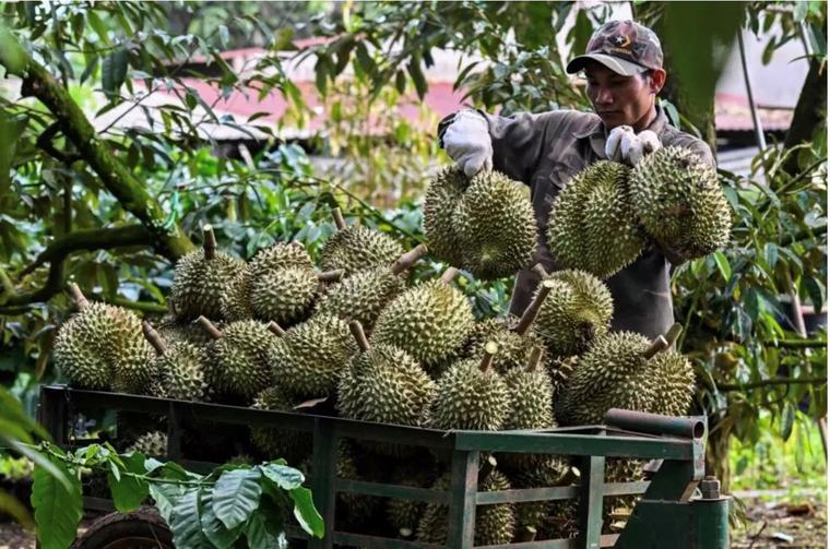 Petani Kopi Vietnam yang Mulai Tergiur Durian: Pingin Kaya, Pilih Raja Buah