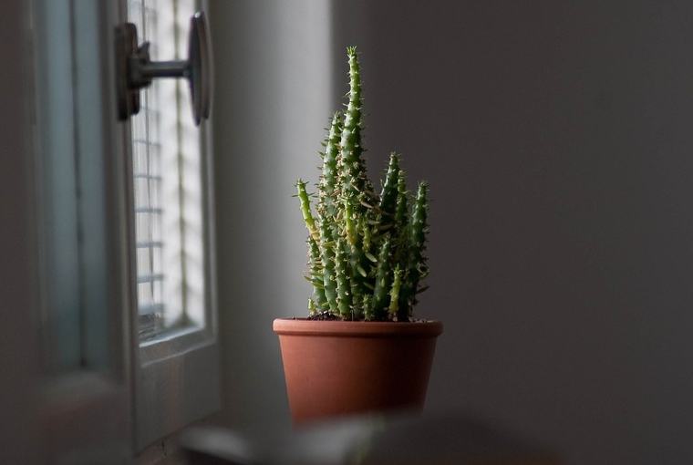 7 Tanaman Hias Minimalis Outdoor untuk Hunian Sempit, Cocok Pakai Pot Kecil dan Gantung