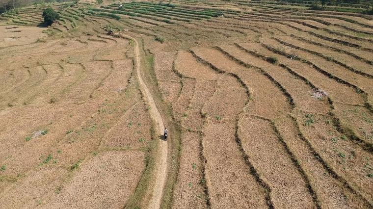 24 Kabupaten/Kota di Jawa Timur Berstatus Darurat Kekeringan