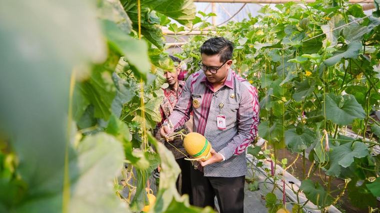 Sambung Rasa di Joho, Petani Milenial Kenalkan Melon Sweet Lavender