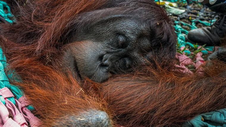 Bagaimana Karhutla Mengancam Orangutan dan Habitatnya?