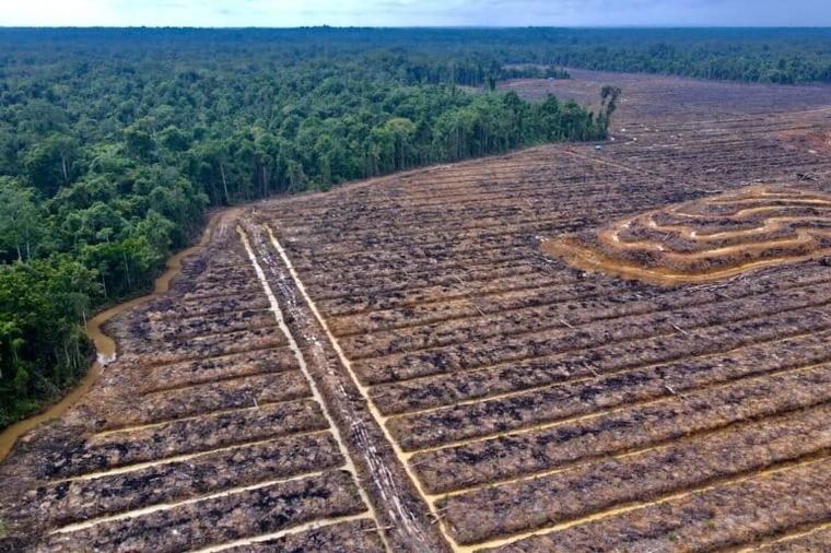 Belajar dari Proyek Pangan di Merauke