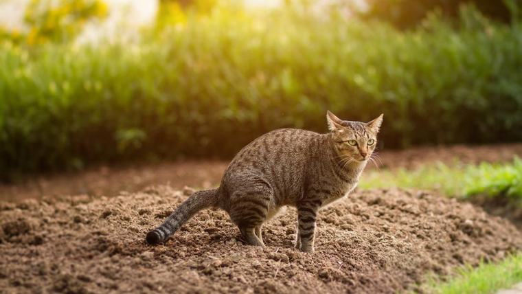 4 Anak Kucing Dianiaya Sadis di SMKN Balikpapan, Kepsek Bantah Terlibat