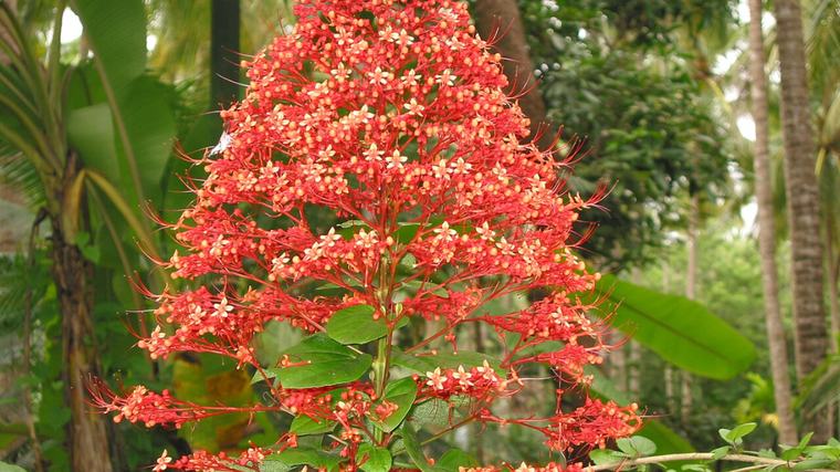 6 Tanaman Hias Ini Tak Cuma Cantik, Diam-Diam Punya Kegunaan untuk Kesehatan dari Bunga hingga Getah