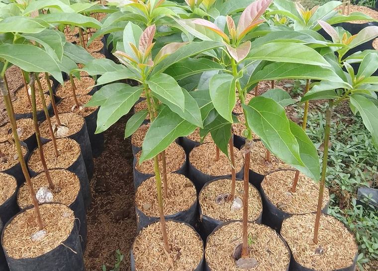 3 Cara Membuat Bibit Alpukat Melalui Biji, Mudah dan Praktis: Ini Panduan Lengkapnya