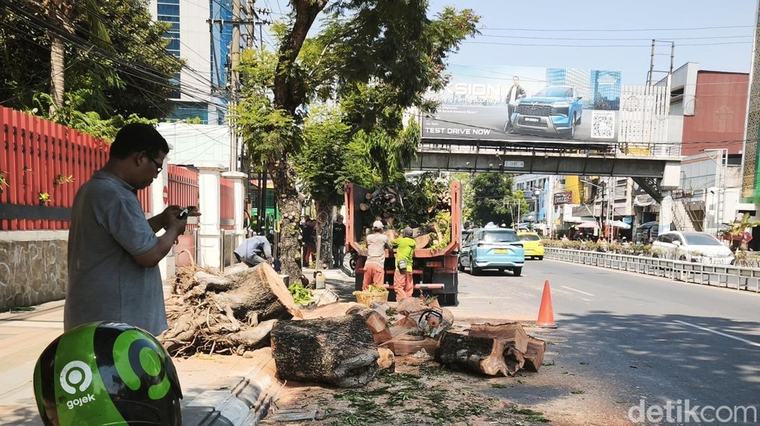 Bruk! 2 Pemotor di Semarang Tewas Tertimpa Pohon Tumbang