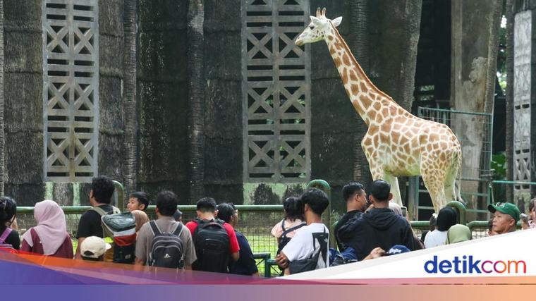 Pramono Pertimbangkan Usulan Tiket Ragunan Naik Maksimal Jadi Rp 10 Ribu