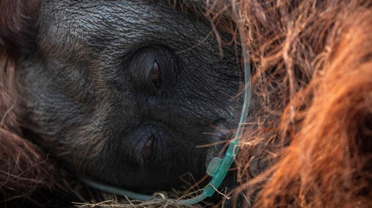 17 Ribu Hotspot Karhutla Kalimantan Terdeteksi di Habitat Orangutan