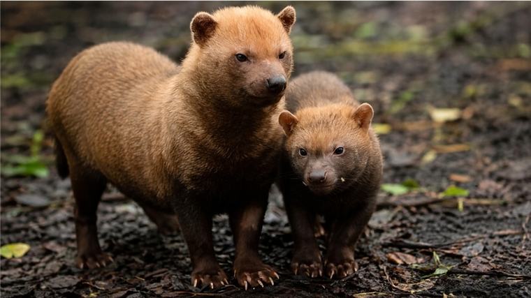 Bush Dog, Anjing Liar Mungil dari Amerika Selatan yang Punya Strategi Berburu Mematikan