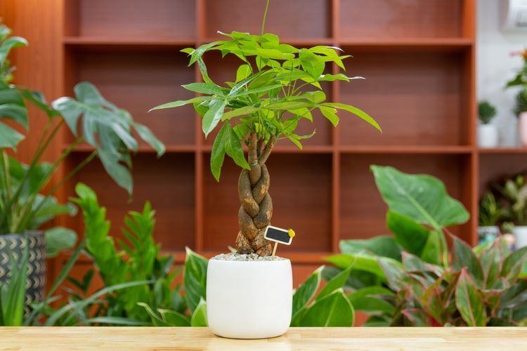 Bukan Hanya Menarik, Ini 6 Tanaman Hias Indoor yang Dipercaya Pembawa Keberuntungan Menurut Feng Shui