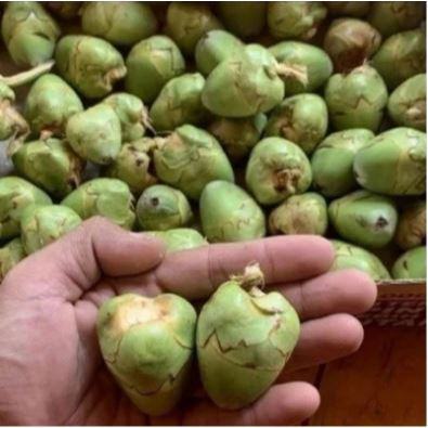Jangan Dibuang, Bluluk Pentil Kelapa Punya Potensi Herbal, Ini Fakta Ilmiahnya