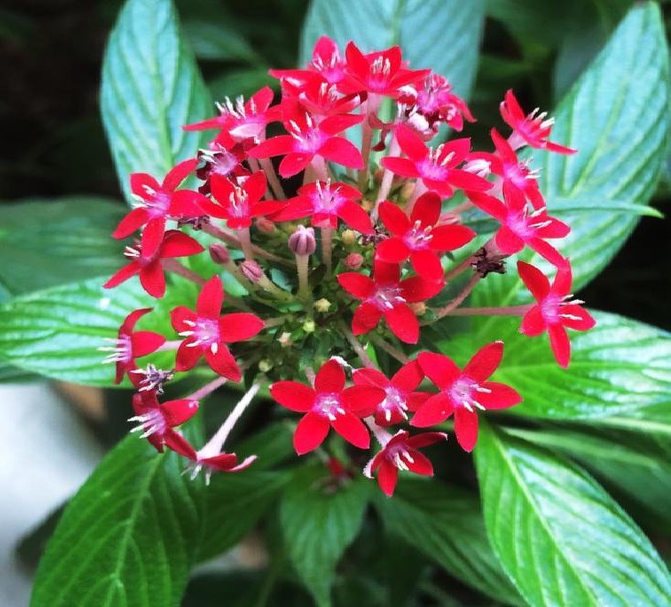 Tanaman Hias Minimalis Outdoor untuk Rumah Kecil, 5 Pilihan Cantik yang Hemat Tempat