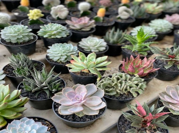 6 Tanaman Hias Minimalis Outdoor yang Cocok Ditanam di Rumah Kecil dan Tidak Makan Ruang, Cocok untuk Pemula